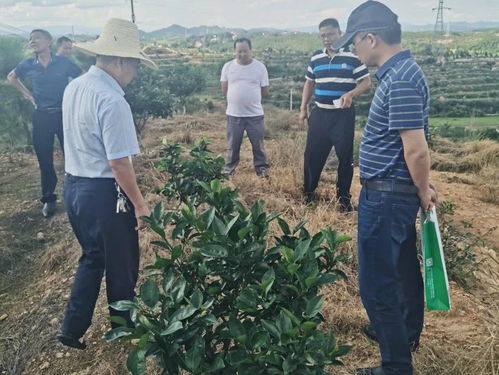 科技服務(wù)助力振興 第93批中國(guó)博士后科技服務(wù)團(tuán)在贛州寧都開展技術(shù)服務(wù)紀(jì)實(shí)